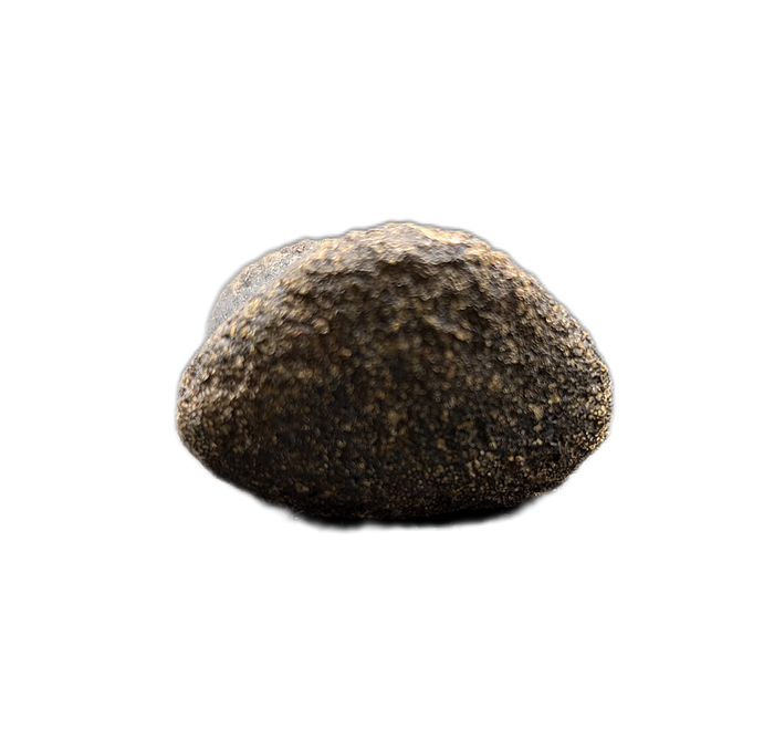 Achelousaurus Toe, Two Medicine Formation