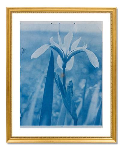Arthur Wesley Dow, Iris(?)