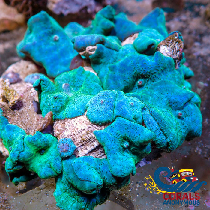 Blue Hypnotic Discosoma Mushroom Discosoma