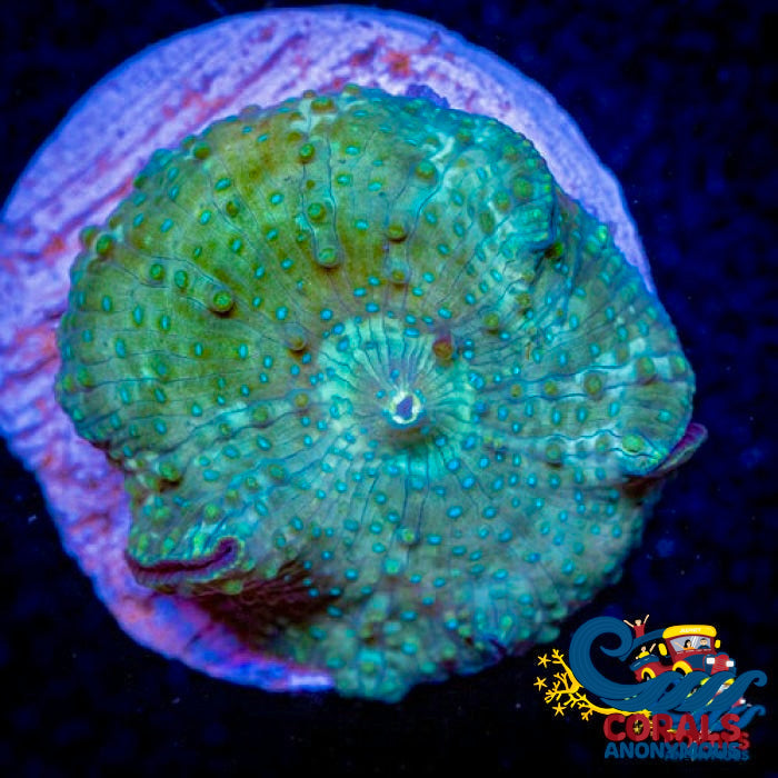 Blue-Speckled Discosoma Mushroom Discosoma