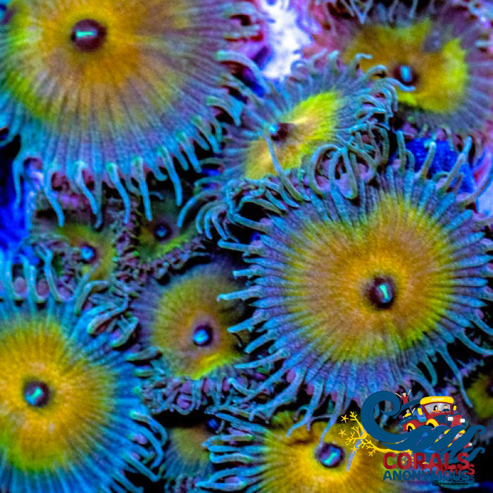 Captain Jerk Paly 10-15 Polyps Colony Zoa