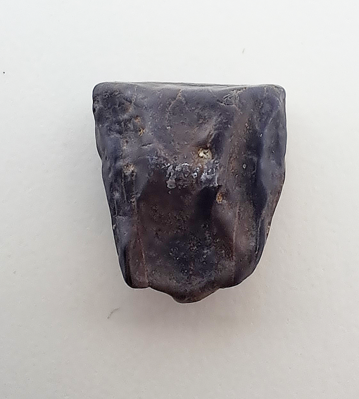 Ceratopsian Tooth, Judith River Formation