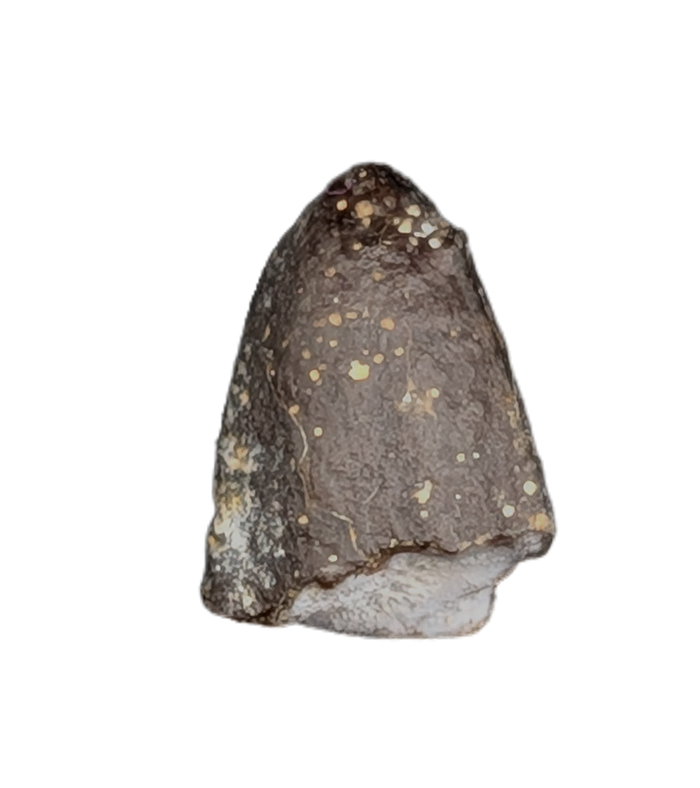 Diplodocidae Tooth Tip from the Mid Jurassic, Madagascar