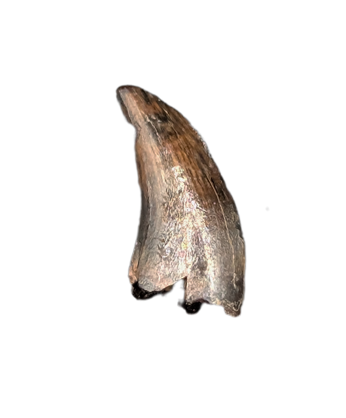 Dromaeosaur (Raptor) Tooth from the Hell Creek Formation