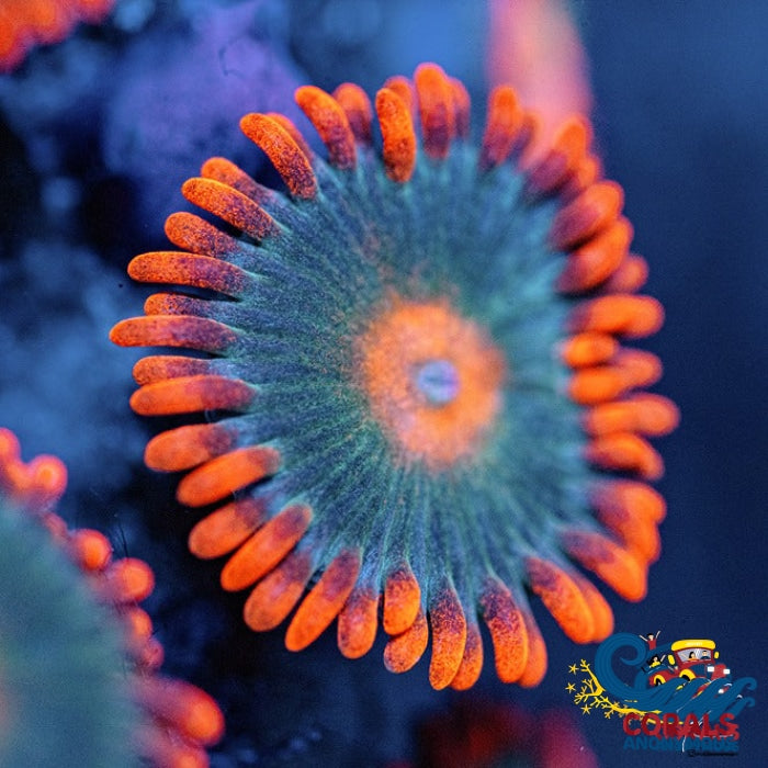 Gatorade Zoa 10-15 Polyps Colony Zoa