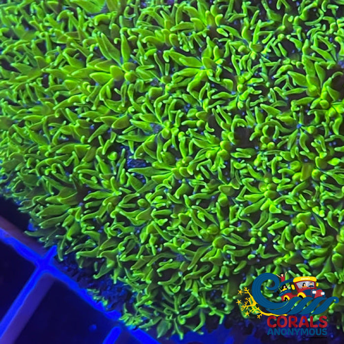 Green Galaxea Coral (1 Frags) Galaxea