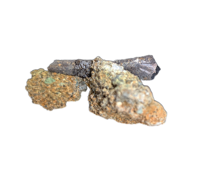 Hadrosaur Tooth Root in Matrix, Two Medicine Formation