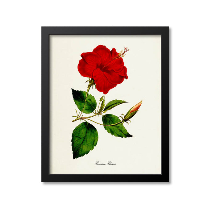 Hawaiian Hibiscus Flower Art Print