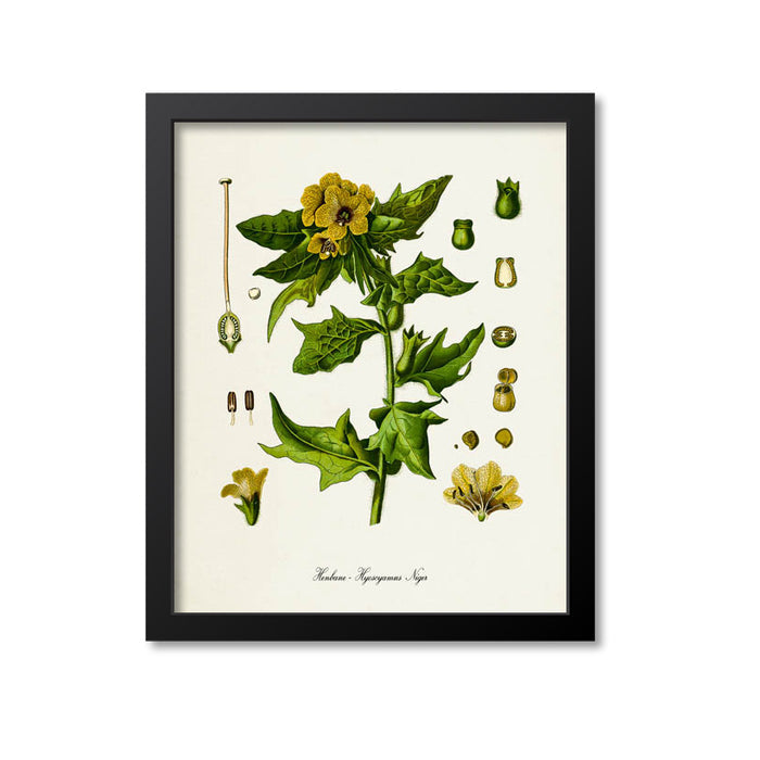 Henbane Botanical Art Print