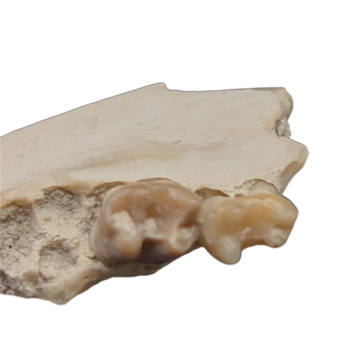 Ischyromys Jaw Section with Teeth, Chadron Formation