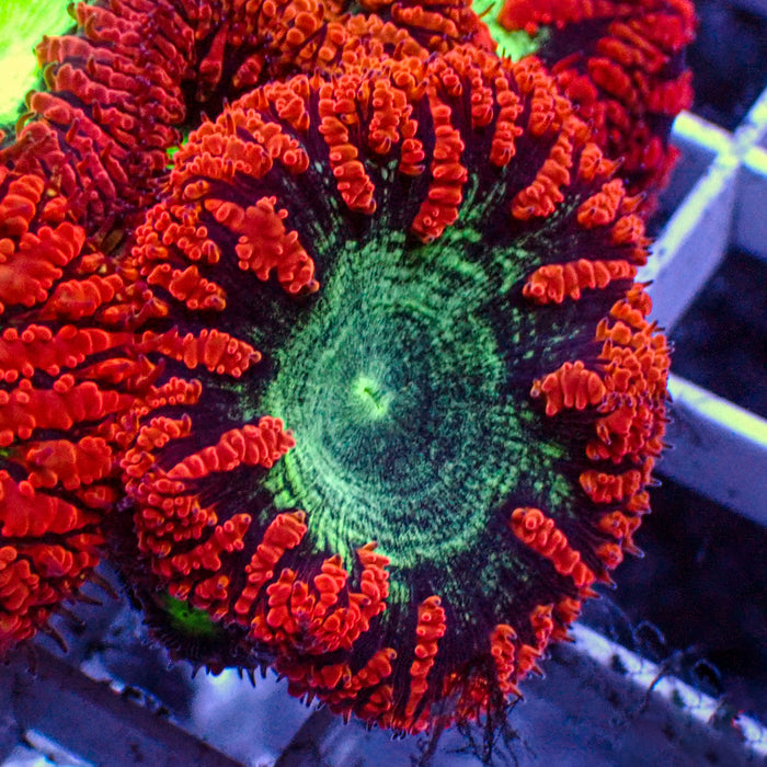 Neon Green and Red Blastomussa (1 Polyp)