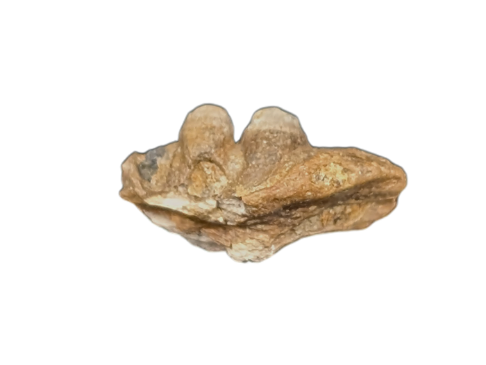 Odaxosaurus (Lizard) Jaw Section, Aguja Formation
