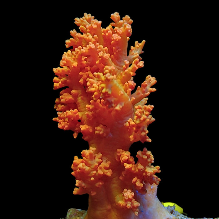 Orangeade Silk Soft Coral (Scleronephthya spp.)