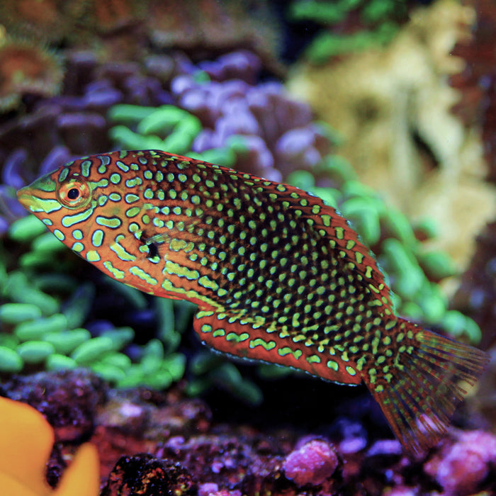 Ornate Leopard Wrasse (Female) - Corals Anonymous