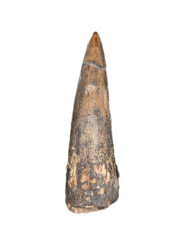 Phytosaur Tooth, Chinle Formation