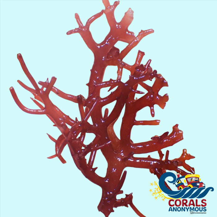 Mocha Ivy Macroalgae Macroalgae