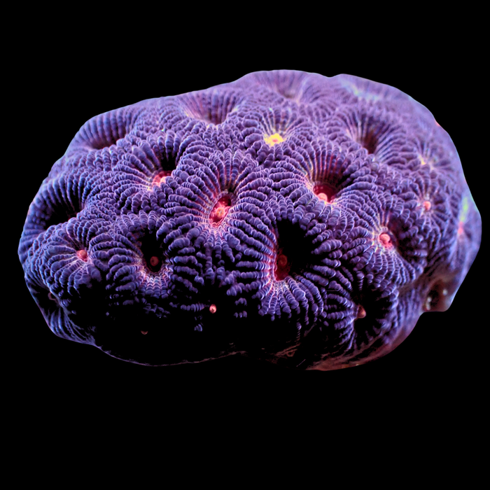 Red Eye Purple Favia (2-3 Polyps) - Corals Anonymous