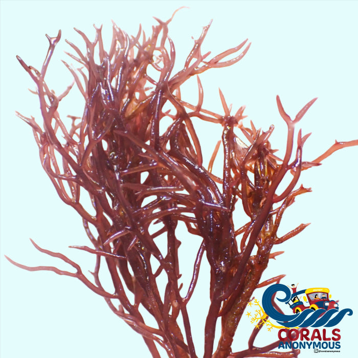 Brown Seastring Macroalgae Macroalgae