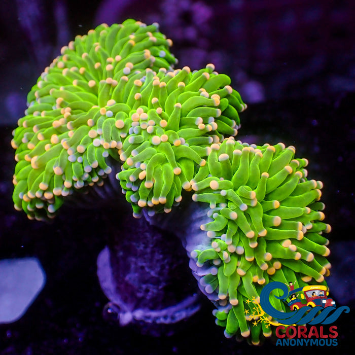 Solomon Island Cotton Candy Green Torch Octospawn