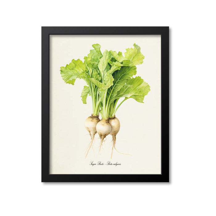 Sugar Beets Botanical Print