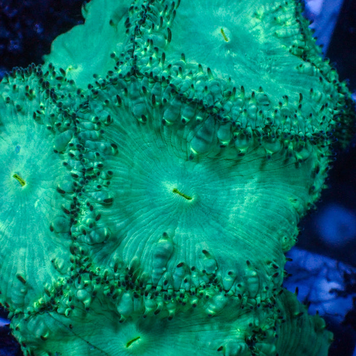 Teal Blastomussa (1 Polyp) - Corals Anonymous