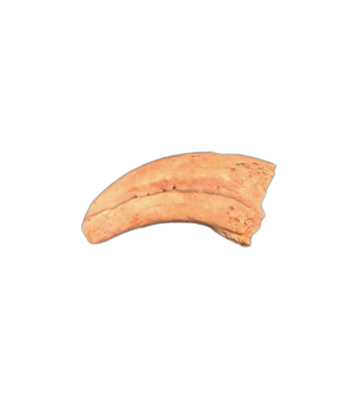 Theropod Hand Claw, Hell Creek Formation