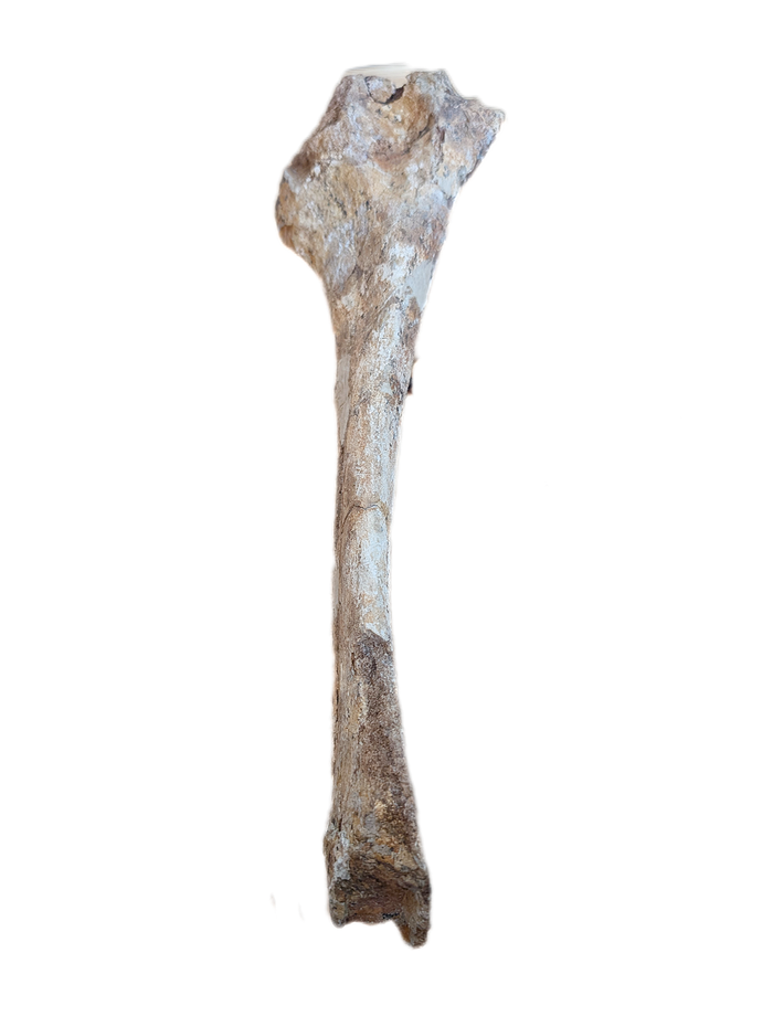 Thescelosaurus Pubis