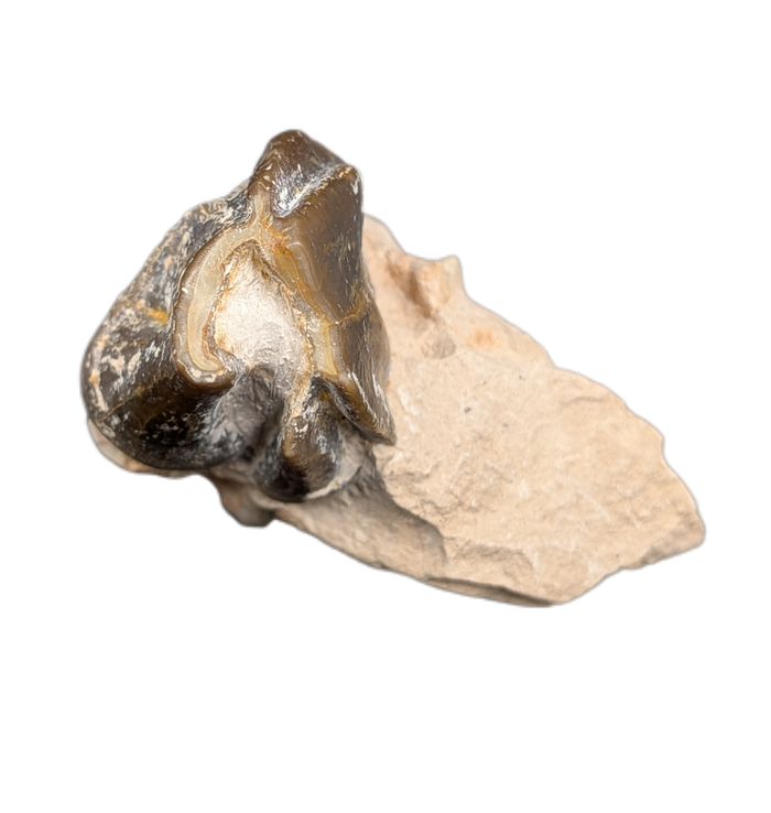 Titanothere(Megacerops) Tooth