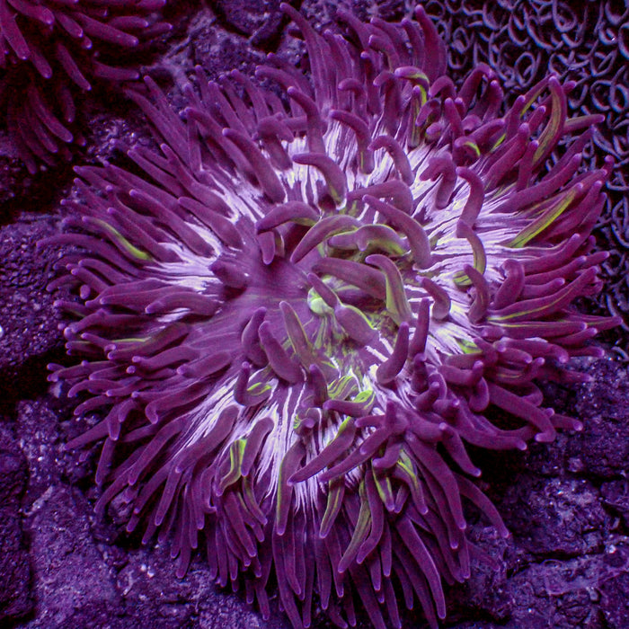 Toxic Purple Splatter Long Tentacle Anemone (3-6”) - Corals Anonymous