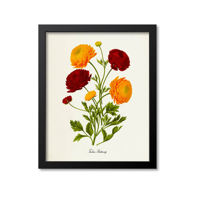 Turban Buttercup Botanical Print