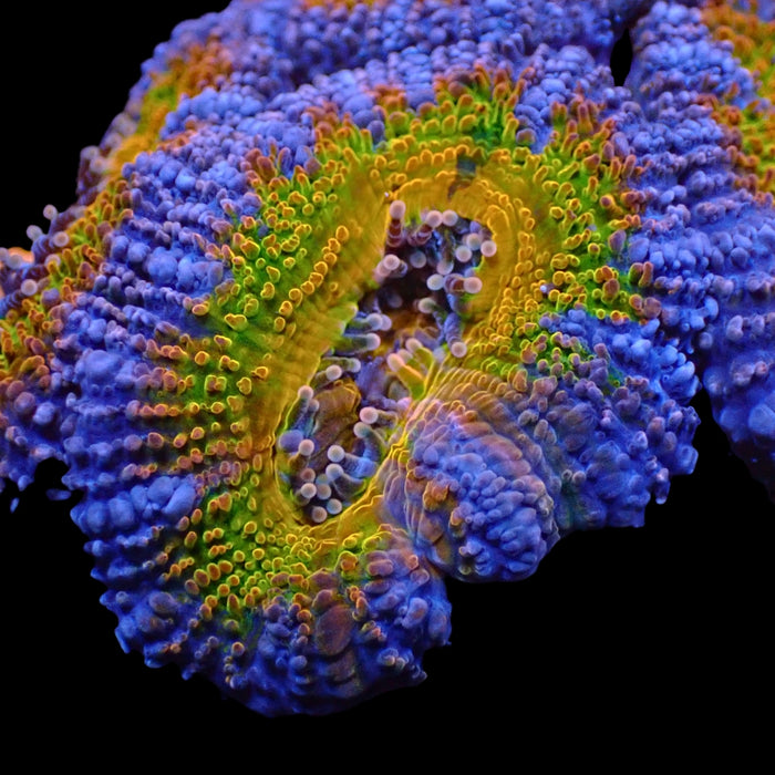 Ultra Rainbow Berry Crunch Acans (2-3 Polyps) - Corals Anonymous