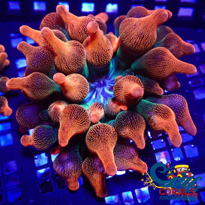Ultra Rainbow Bubble Tip Anemone Bubbletipanemone