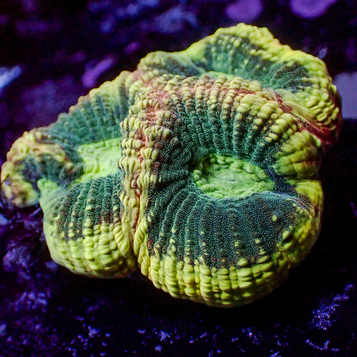 Yellow Fellow Rainbow Favia (2-3 Polyps) - Corals Anonymous