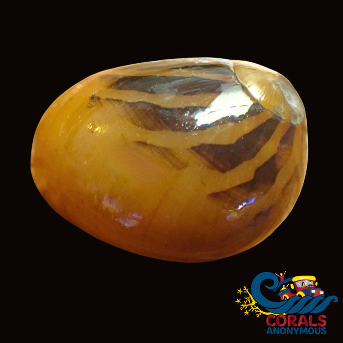 Yellow Racer Nerite Snails (Pack Of 3) Snail
