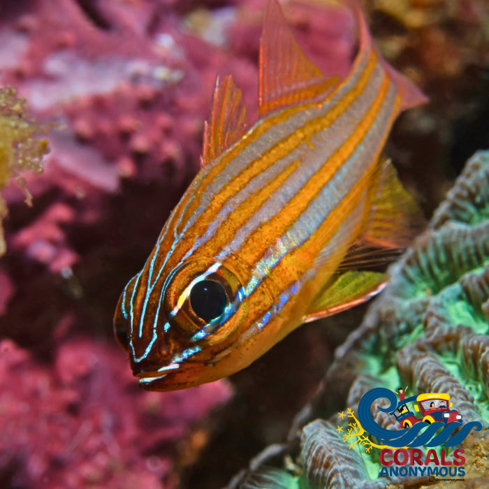 Yellowstriped Cardinalfish (1.5-2’) Fish