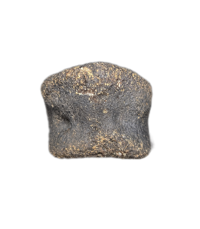 Achelousaurus Toe, Two Medicine Formation