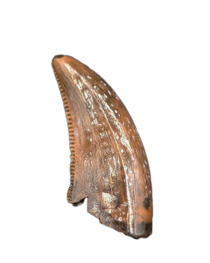 Acheroaptor Tooth, Hell Creek Formation