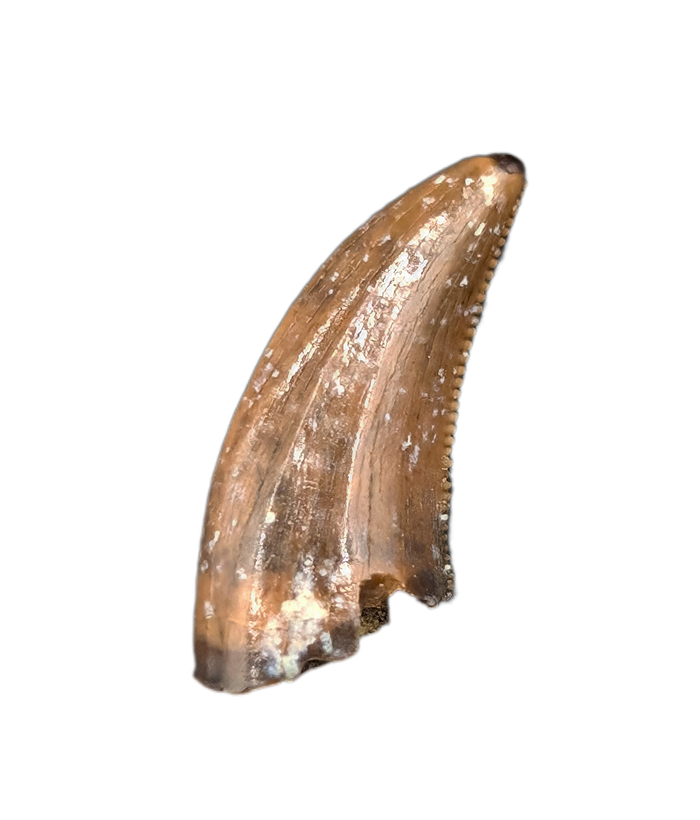 Acheroaptor Tooth, Hell Creek Formation