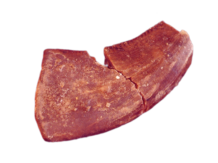 Acheroraptor Tooth