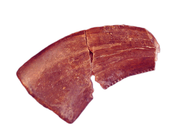 Acheroraptor Tooth