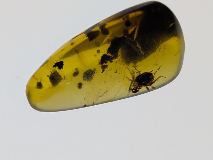 Amber with insects from Burma. Middle Cretaceous, 99 Million Years Old