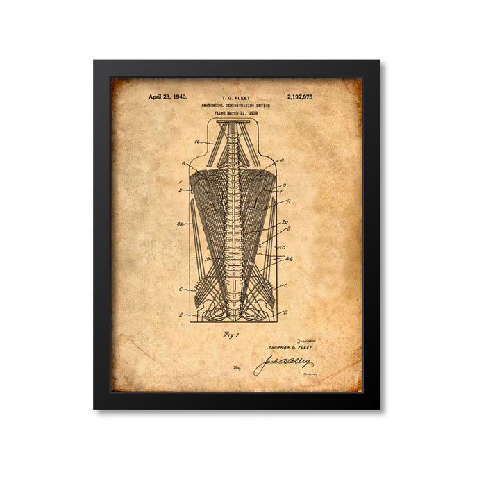 Anatomical Spine Skeleton Print