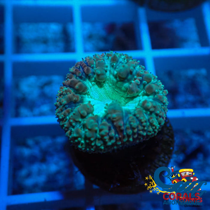 Aquamarine Blastomussa (1 Polyp) Blasto