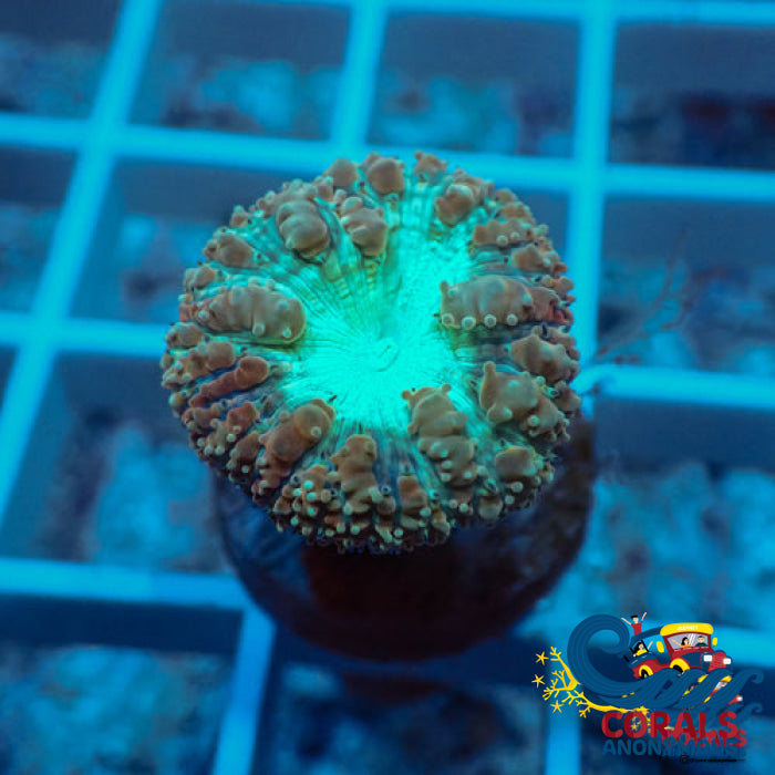 Aquamarine Blastomussa (1 Polyp) Blasto