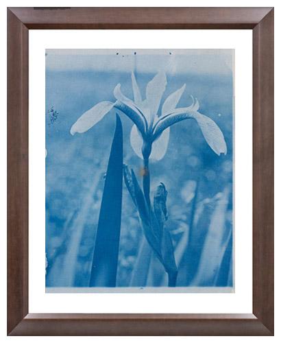 Arthur Wesley Dow, Iris(?)