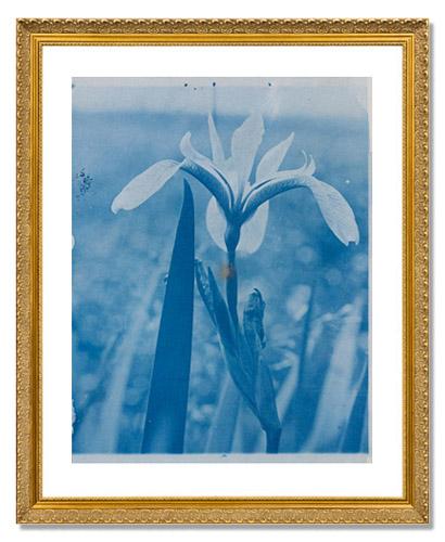 Arthur Wesley Dow, Iris(?)