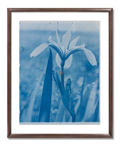 Arthur Wesley Dow, Iris(?)