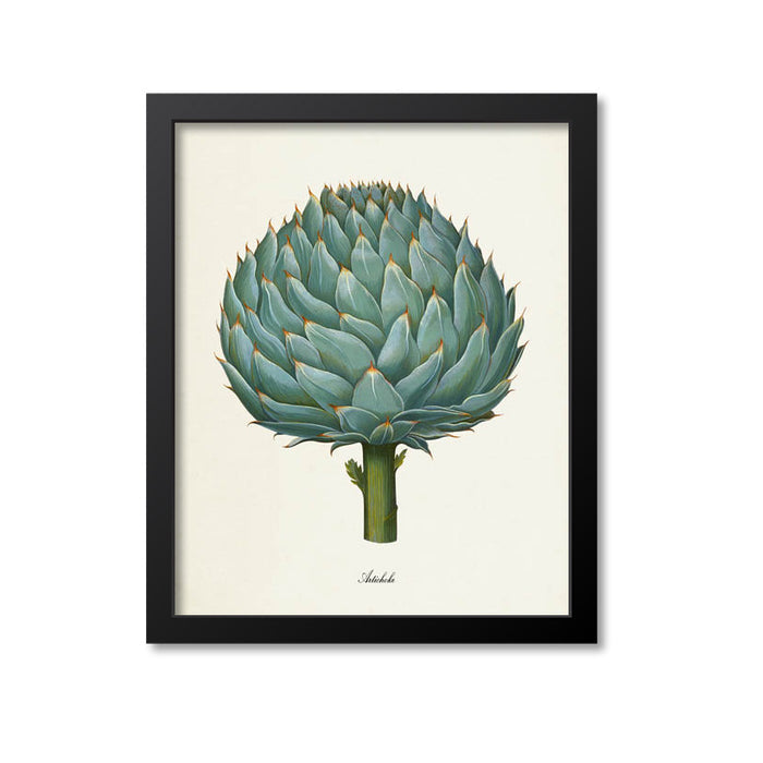 Artichoke Botanical Print
