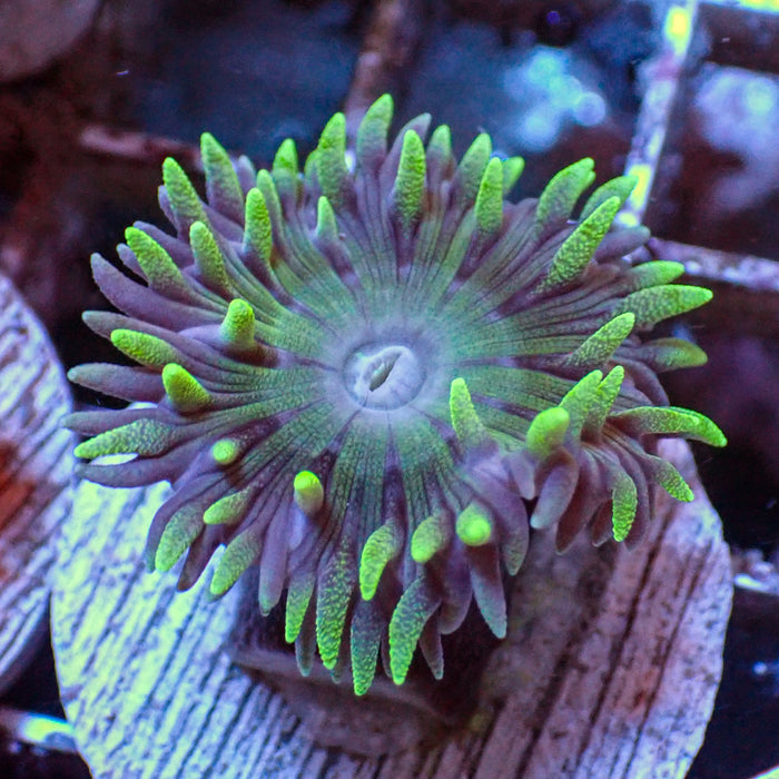 Aussie Duncan (Single Polyp) (Special Deal!) - Corals Anonymous