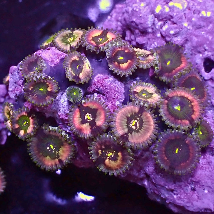 aussie pink rim toxic splash zoa colony 2